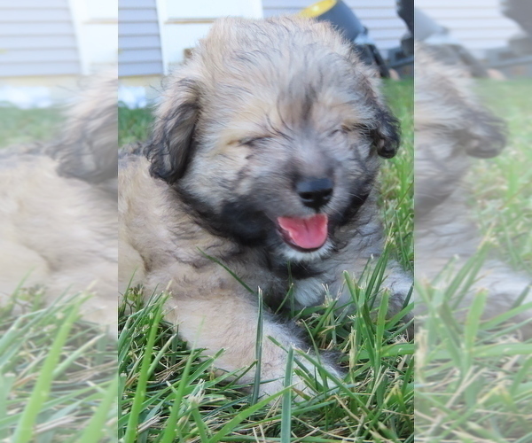 Medium Photo #14 Pookimo Puppy For Sale in MEMPHIS, MO, USA