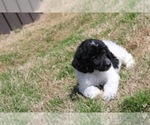 Small Photo #6 Poodle (Standard) Puppy For Sale in ROGERSVILLE, AL, USA