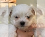 Small Photo #2 Maltese Puppy For Sale in BRKN ARW, OK, USA