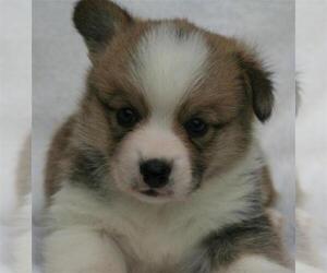 Pembroke Welsh Corgi Puppy for sale in WOODMAN, WI, USA