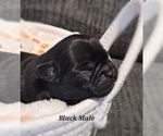 Small #2 Pug