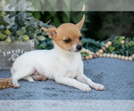 Puppy Buttercup Chihuahua