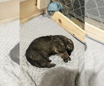 Small #1 German Shepherd Dog
