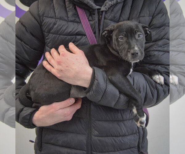 Medium Photo #3 American Staffordshire Terrier-Boxer Mix Puppy For Sale in Huntley, IL, USA