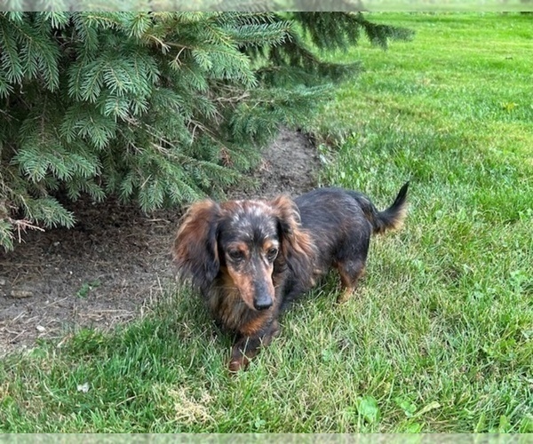 Medium Photo #1 Dachshund Puppy For Sale in MIDDLEBURY, IN, USA
