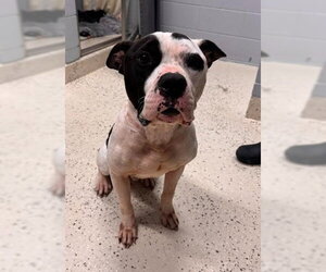 American Staffordshire Terrier-Unknown Mix Dogs for adoption in Muskegon, MI, USA