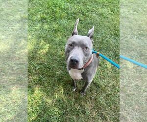 Mutt Dogs for adoption in Front Royal, VA, USA