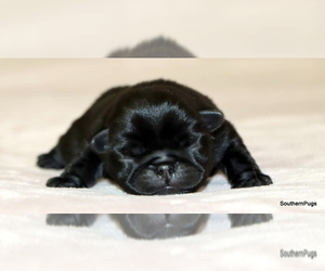 Medium Pug