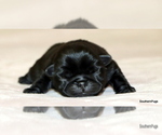 Puppy Cooper Pug
