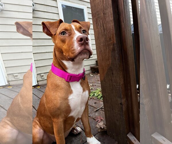 Medium Photo #6 Labralas Puppy For Sale in Sheboygan, WI, USA