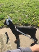 Small Photo #7 Doberman Pinscher Puppy For Sale in BROOKLYN, NY, USA