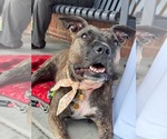 Small #1 Mutt
