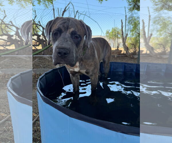 Medium Photo #3 Mutt Puppy For Sale in Goodyear, AZ, USA