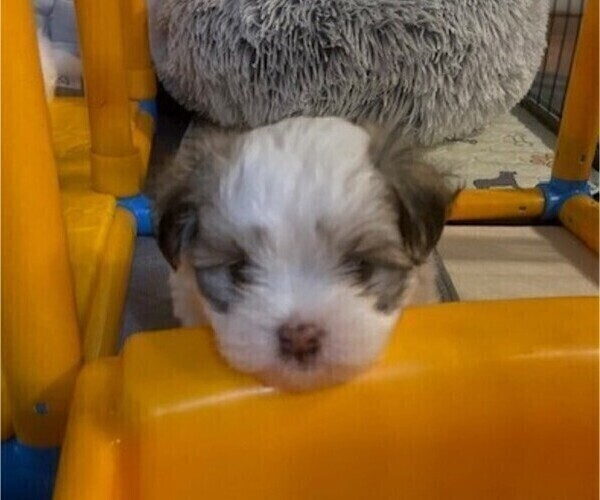 Medium Photo #5 Mal-Shi Puppy For Sale in VALRICO, FL, USA