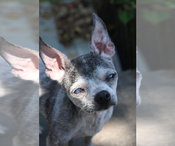 Medium Photo #3 Chihuahua Puppy For Sale in Gulfport, MI, USA
