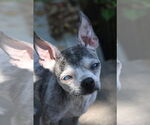 Small #2 Chihuahua