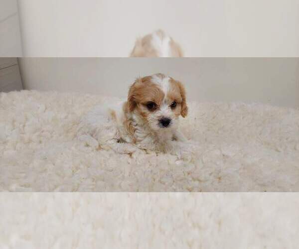 Medium Photo #2 Cavachon Puppy For Sale in LAUREL, MS, USA