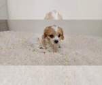 Small Photo #2 Cavachon Puppy For Sale in LAUREL, MS, USA