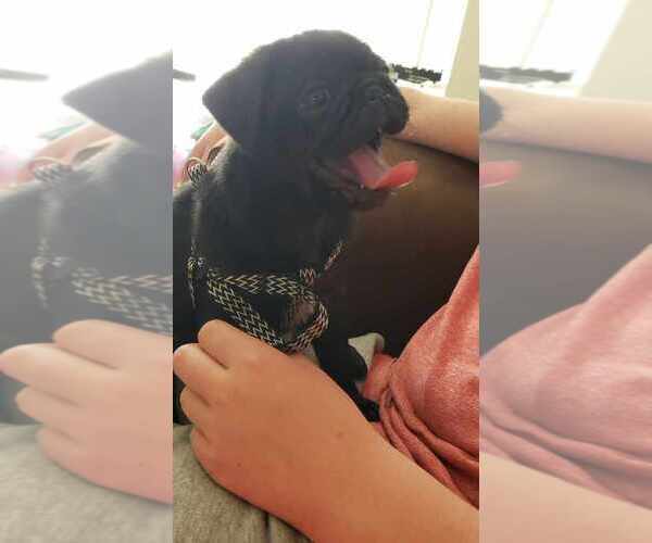 Medium Photo #5 Pug Puppy For Sale in LYNDON CENTER, VT, USA