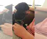 Small Photo #5 Pug Puppy For Sale in LYNDON CENTER, VT, USA