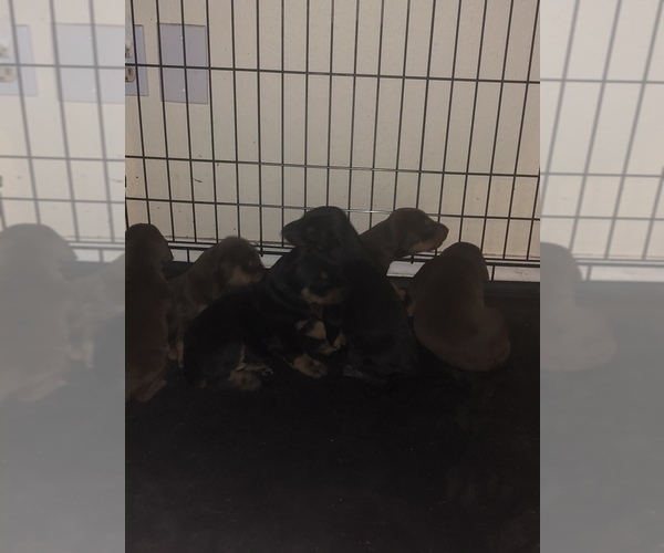 Medium Photo #1 Doberman Pinscher Puppy For Sale in PHOENIX, AZ, USA