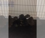 Small Photo #1 Doberman Pinscher Puppy For Sale in PHOENIX, AZ, USA