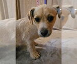 Small #1 Chihuahua Mix