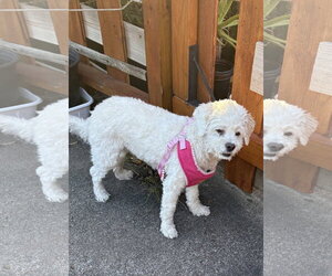 Maltese-Unknown Mix Dogs for adoption in Missouri City, TX, USA