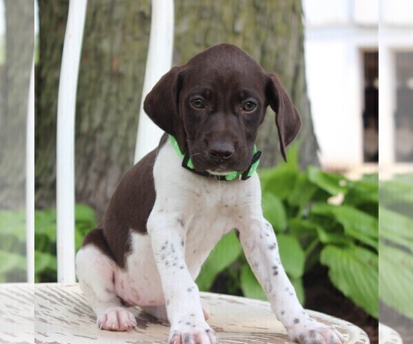 Medium Photo #1 German Shorthaired Pointer Puppy For Sale in NARVON, PA, USA