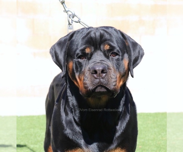 Medium Photo #3 Rottweiler Puppy For Sale in FONTANA, CA, USA