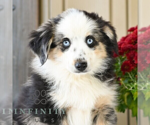 Medium Photo #3 Miniature Australian Shepherd Puppy For Sale in REBERSBURG, PA, USA