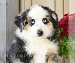 Bingo - Male Miniature Australian Shepherd Puppy for Sale - Photo #3
