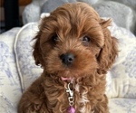 Puppy 4 Cockalier-Poodle (Miniature) Mix