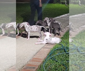 Great Dane Litter for sale in HAMMOND, LA, USA