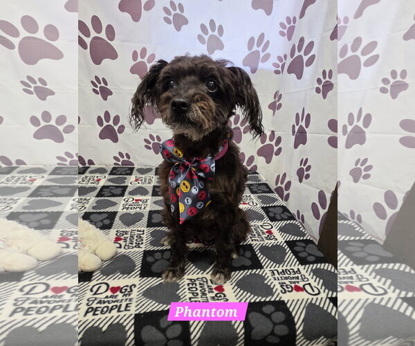 Medium Photo #1 Poodle (Standard)-Unknown Mix Puppy For Sale in Metairie, LA, USA