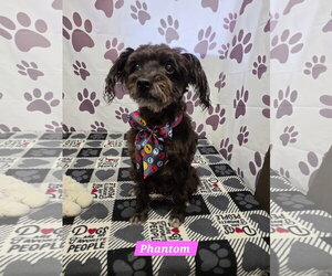 Poodle (Standard)-Unknown Mix Dogs for adoption in Metairie, LA, USA