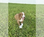 Small #6 Australian Shepherd-Goldendoodle Mix