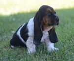 Small Photo #4 Basset Hound Puppy For Sale in ORRVILLE, OH, USA