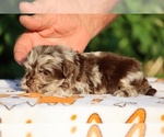 Small #2 ShihPoo