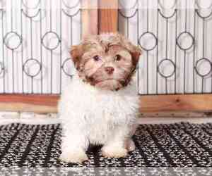 Zuchon Puppy for sale in NAPLES, FL, USA