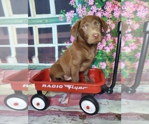 Medium Labrador Retriever