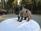 Small Photo #3 Australian Cattle Dog Puppy For Sale in GRANTS PASS, OR, USA