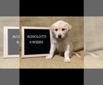 Puppy 6 Labrador Retriever-Siberian Husky Mix