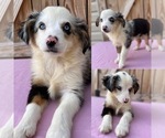 Image preview for Ad Listing. Nickname: Blue Merle girl
