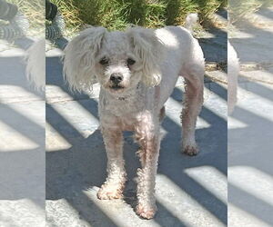 Medium Poodle (Miniature) Mix