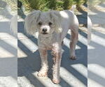 Small Poodle (Miniature) Mix