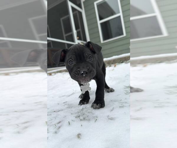 Medium Photo #19 Mutt Puppy For Sale in Holly Springs, NC, USA