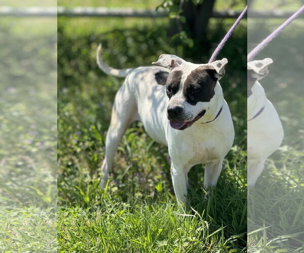 Medium Photo #2 American Pit Bull Terrier-Unknown Mix Puppy For Sale in Pryor, OK, USA