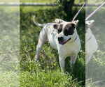Small #1 American Pit Bull Terrier Mix