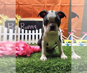 Boston Terrier Puppy for sale in COULTERVILLE, IL, USA